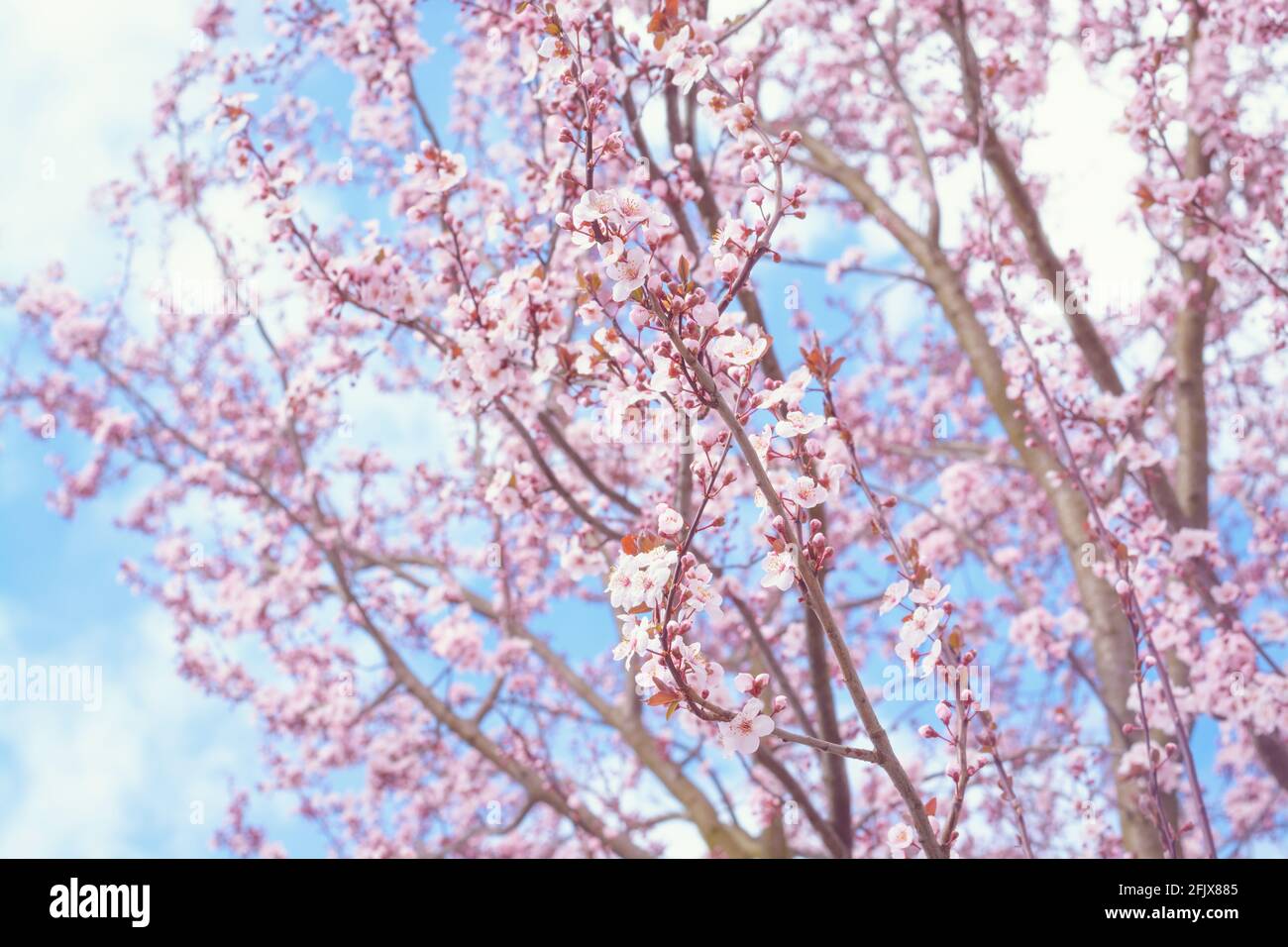 Twig with cherry flowers on blurred background, horizontal format Stock Photo