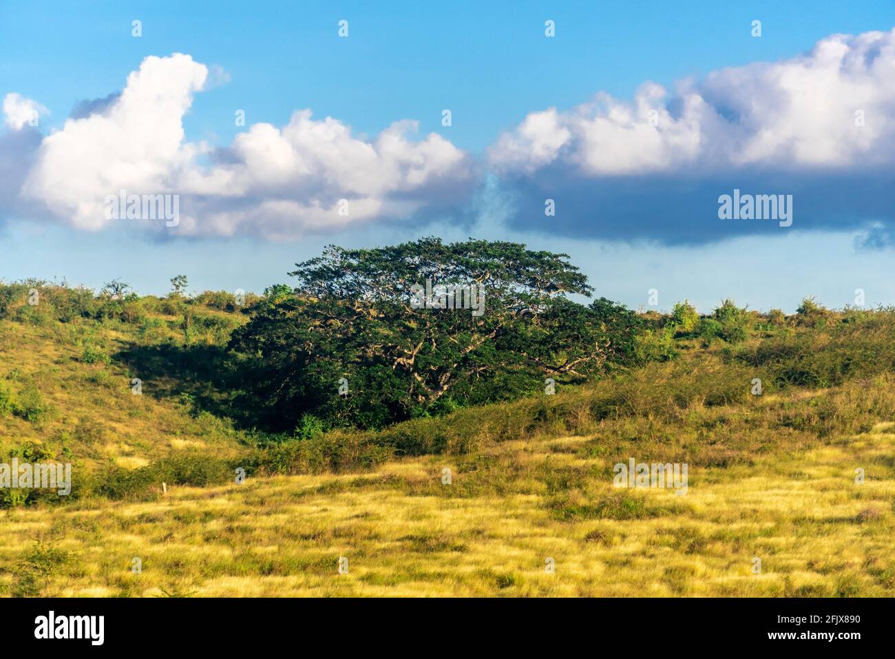 Tropical savannah climate hi-res stock photography and images - Alamy