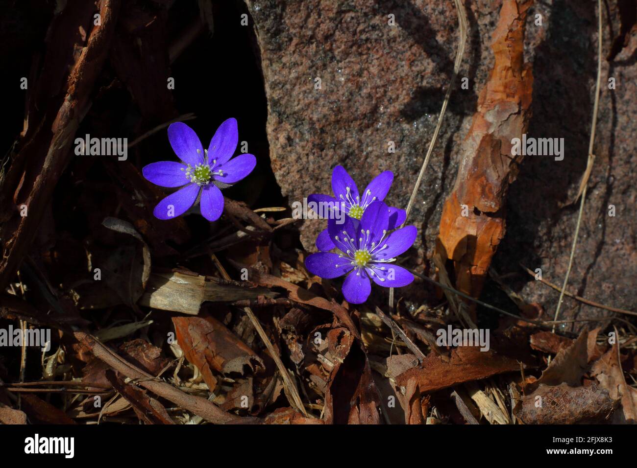 Close up shot of a group of early blue spring flowers hebatica nobilis besides a rock in sunlight among dead grass, leaves and pieces of pine bark. Stock Photo
