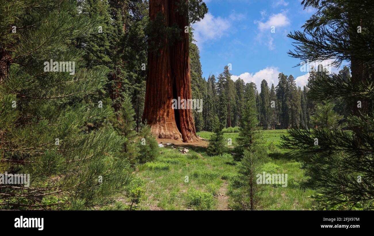 A Giant Sequoia Tree along the Big Trees Trail by Little Deer Creek in Sequoia National Park Stock Photo