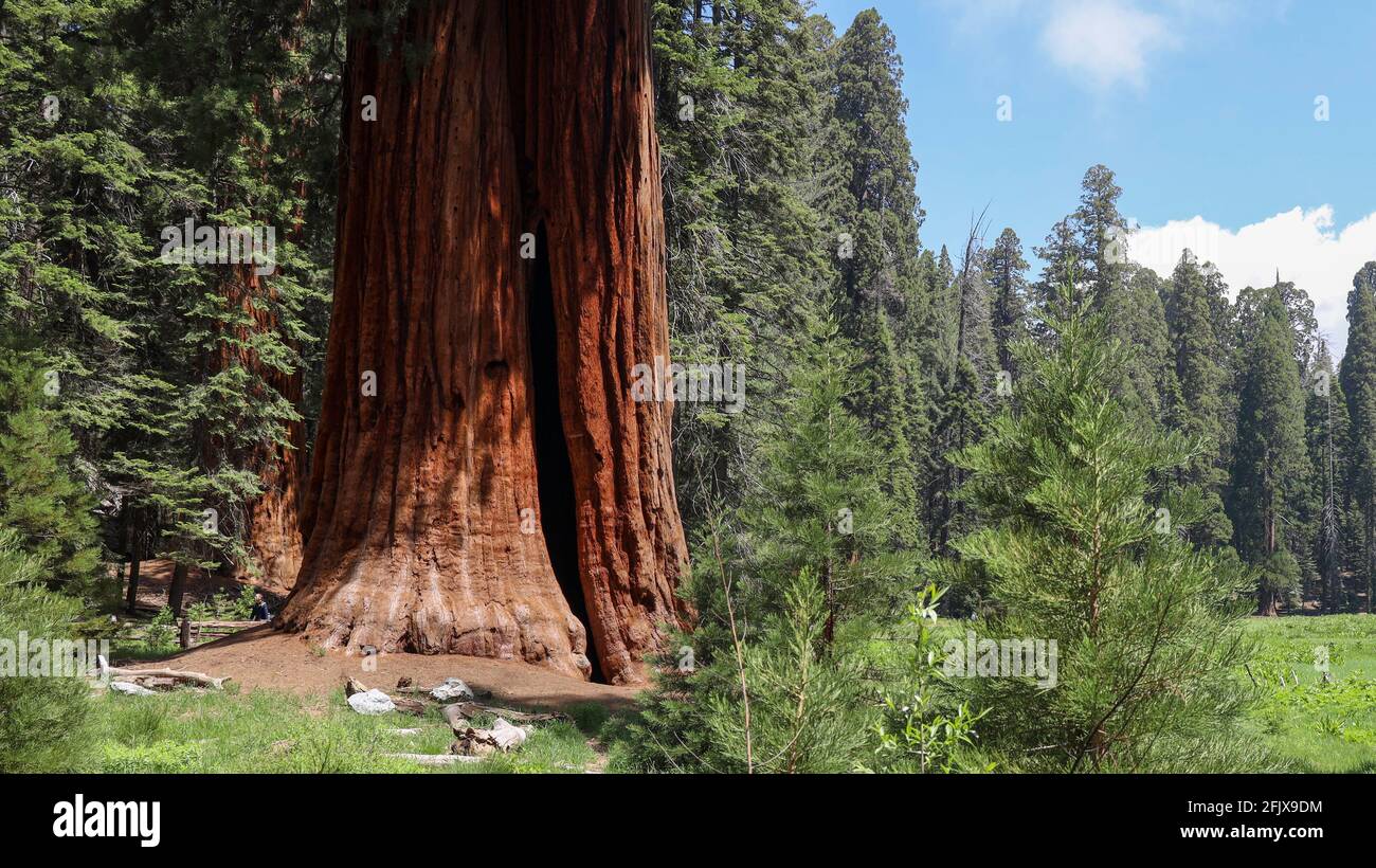 A Giant Sequoia Tree along the Big Trees Trail by Little Deer Creek in Sequoia National Park Stock Photo