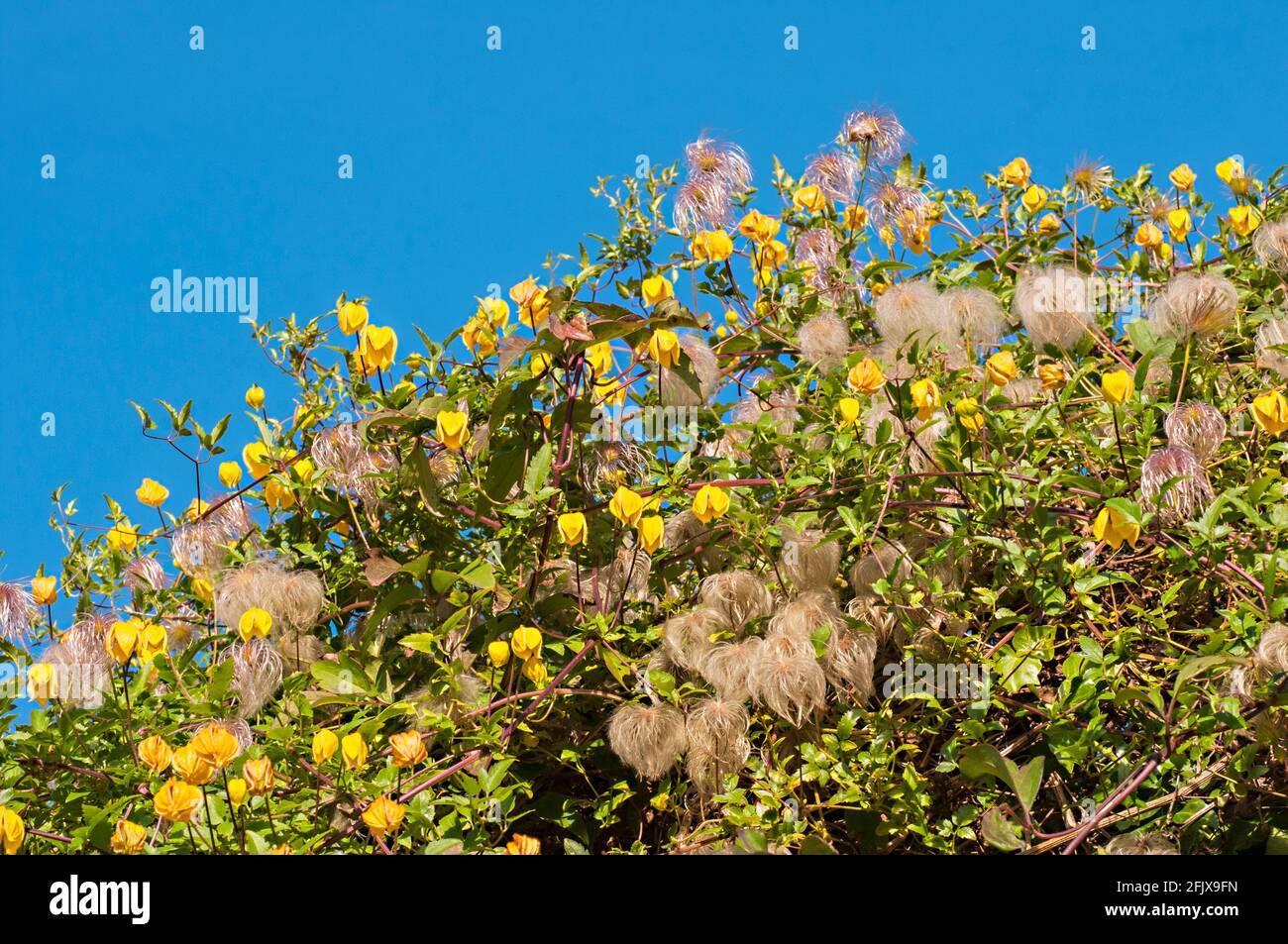Flowers & seedheads of Clematis tangutica A yellow flowered climber that   flowers from mid summer till late autumn when the silky seedheads appear . Stock Photo