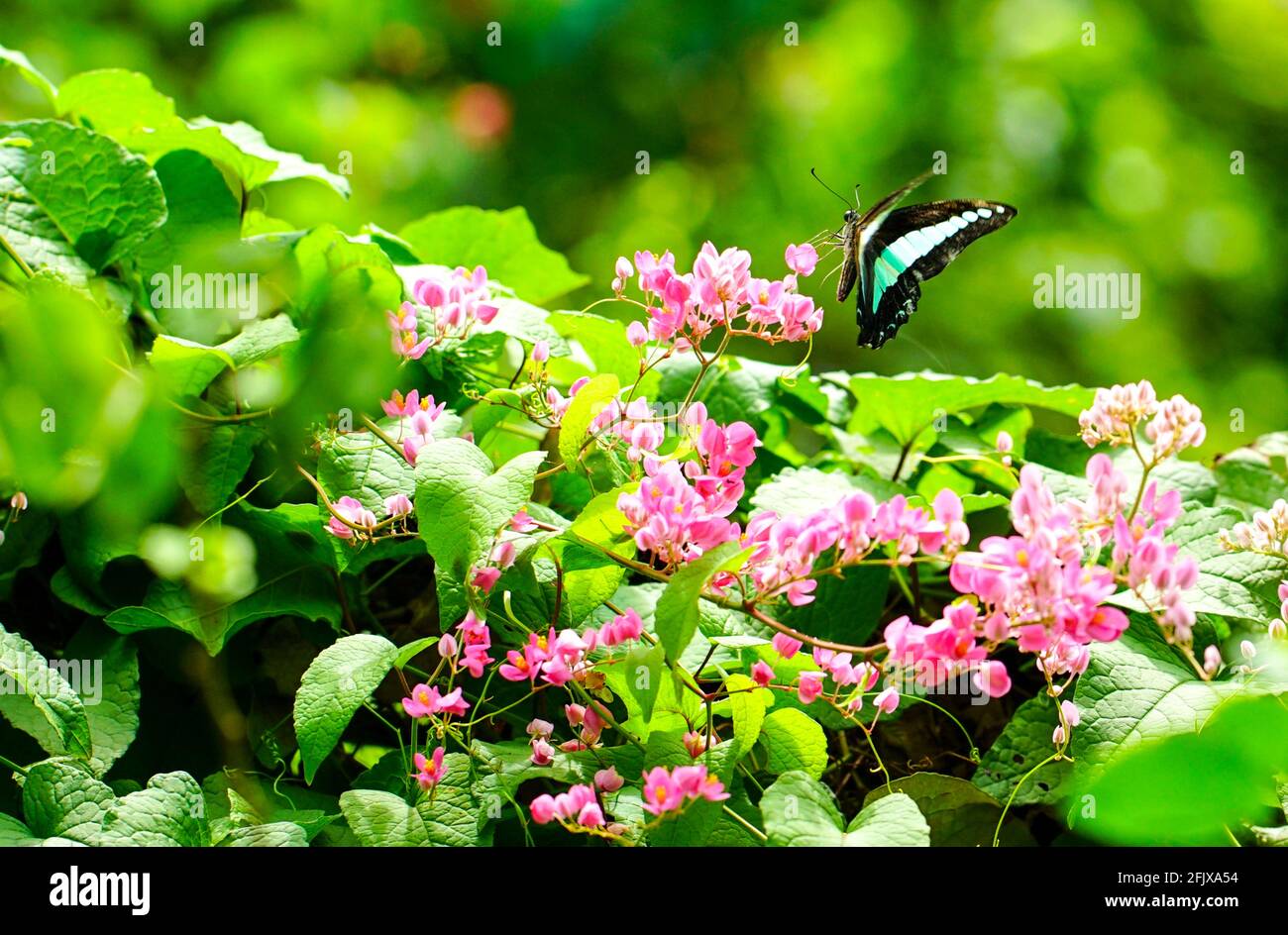 Spring time butterfly hi-res stock photography and images - Alamy