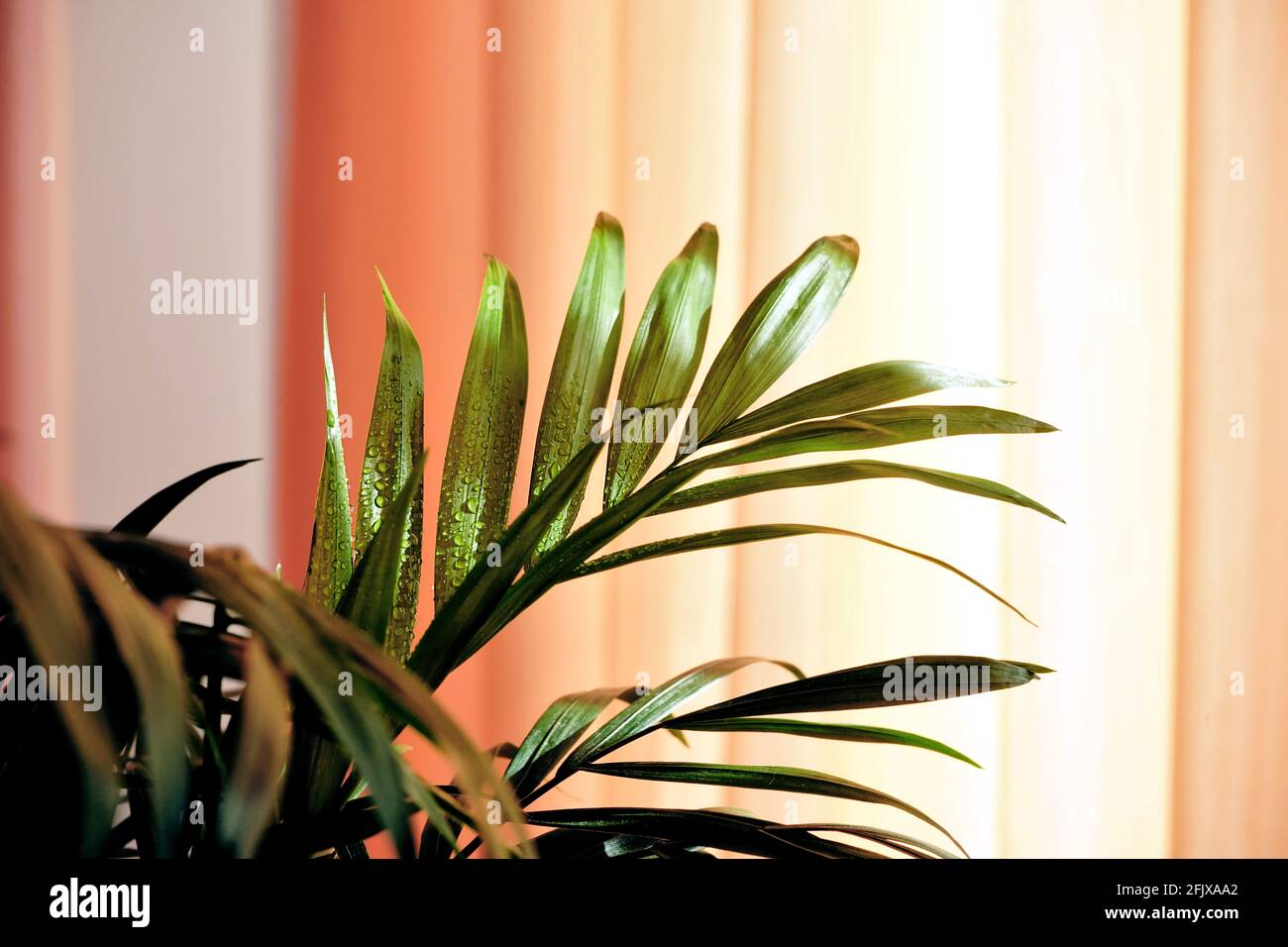 House plant with water drops on it, colored curtain at background. Stock Photo
