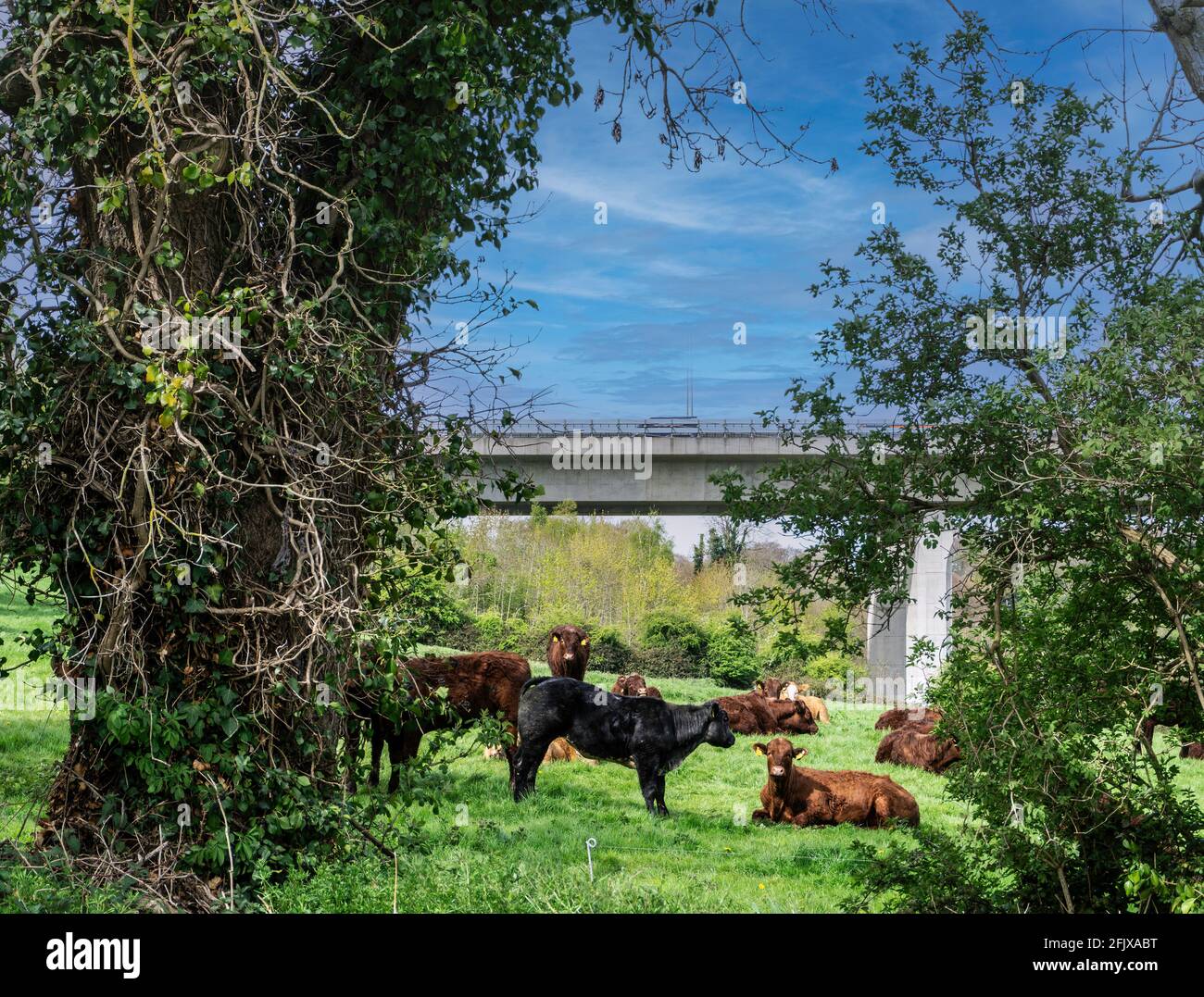 Cows resting in a field under the M50 Toll bridge, one of Ireland’s busiest roads. Stock Photo