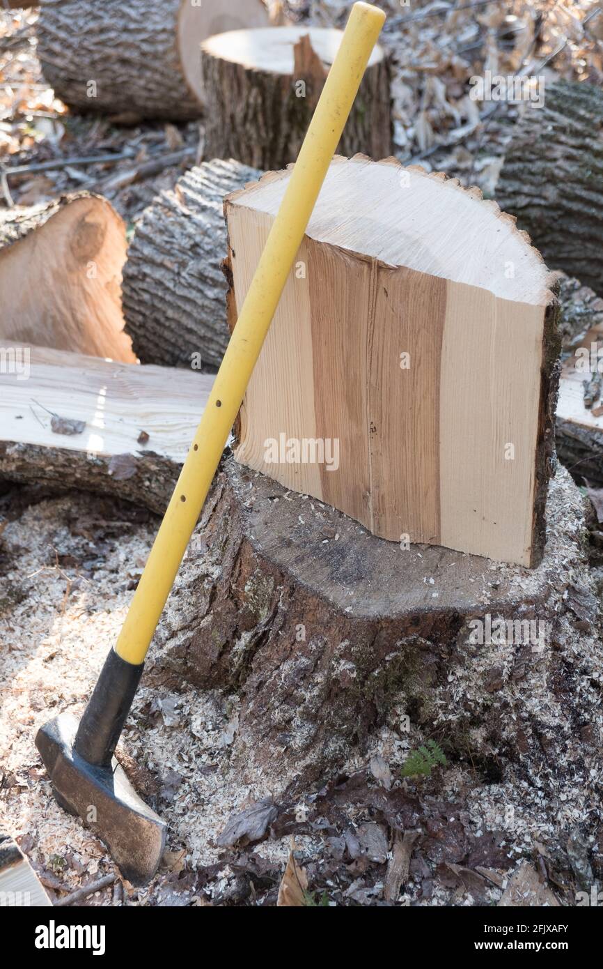 Eastern white ash tree being cut up for fire wood in Vermont, New England, USA. Stock Photo