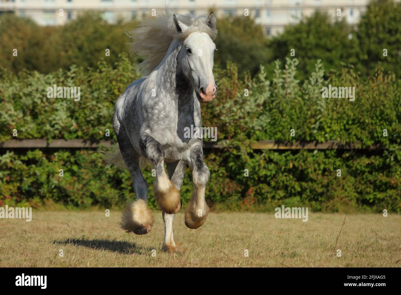 Portrait of dapple gray draft Persheron horse galloping in paddock Stock Photo