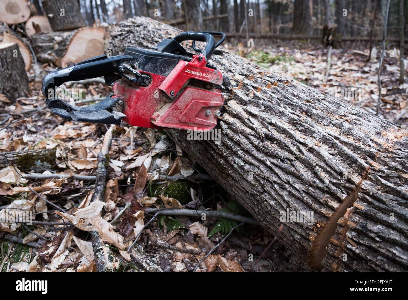 Eastern white ash tree being cut up for fire wood in Vermont, New