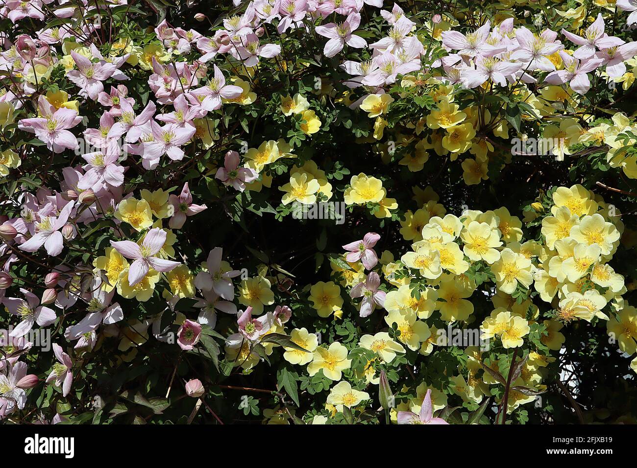 Clematis montana Rubens and Rosa xanthina Canary Bird Pale pink clematis and pale yellow single roses, both climbing plants,  April, England, UK Stock Photo