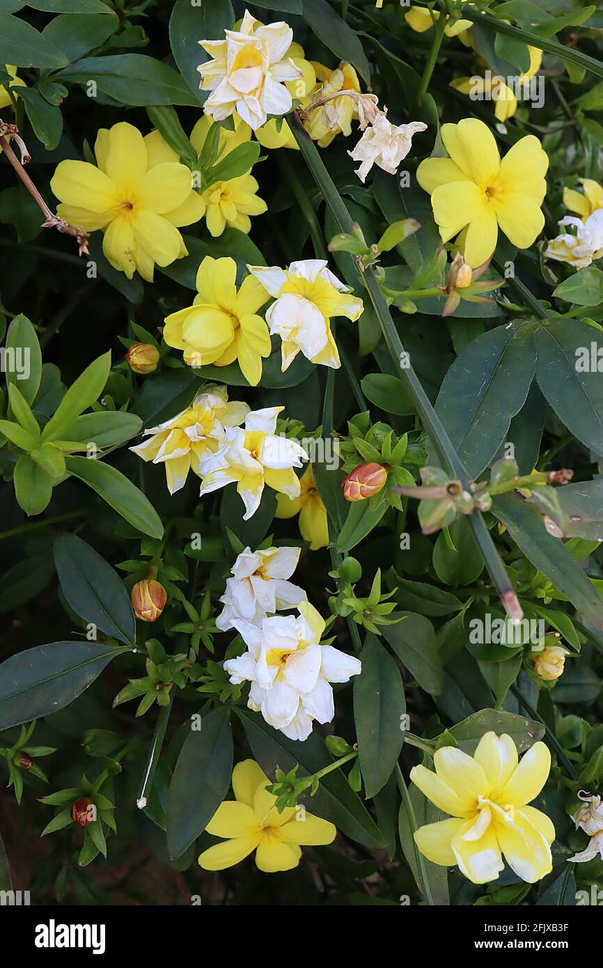Chrysojasminum fruticans Jasminum fruticans Yellow jasmine yellow