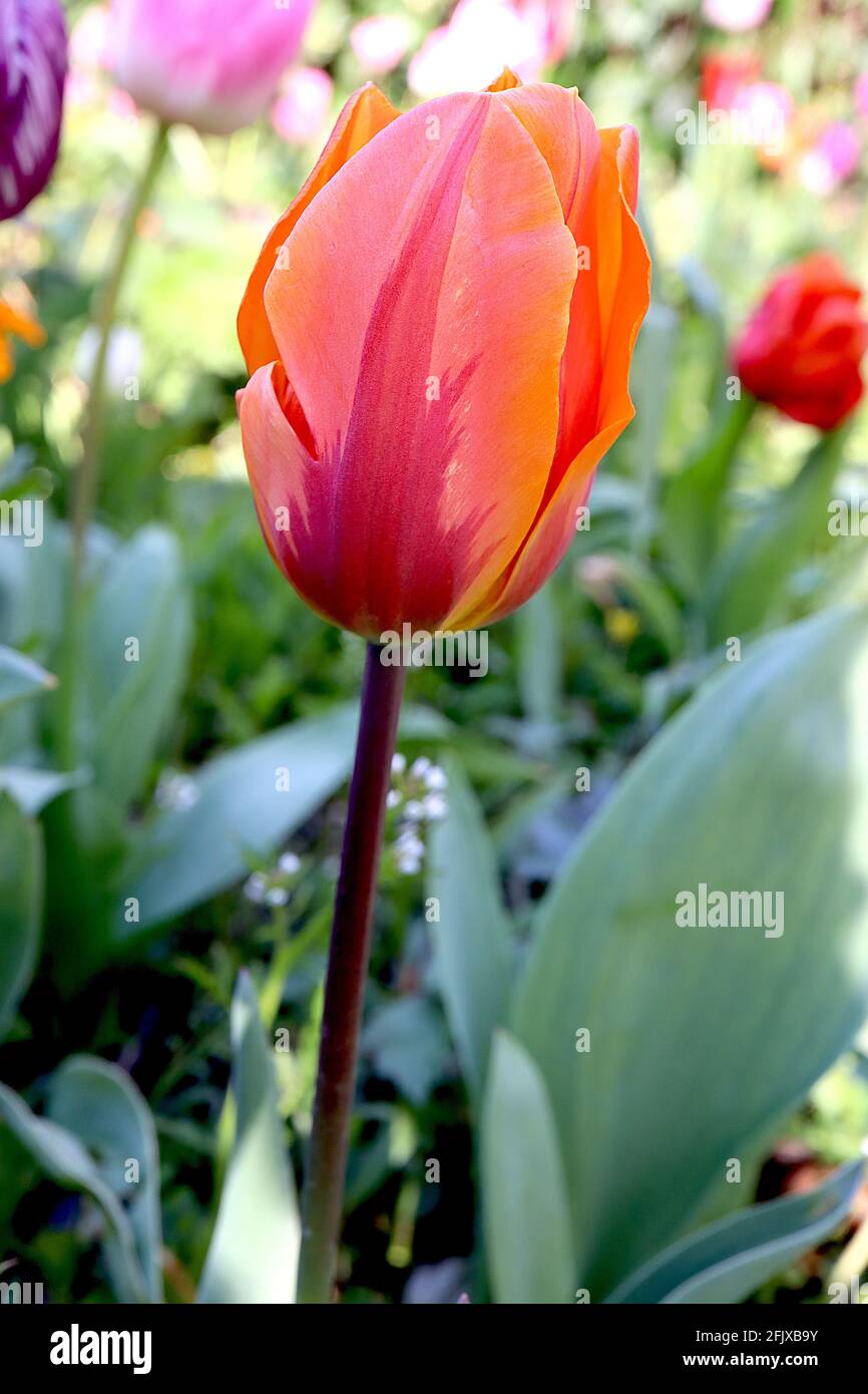 Tulipa ‘Princess Irene’  ‘Prinses Irene’ Triumph tulip 3 Princess Irene tulip - orange flowers, purple red flames, April, England, UK Stock Photo
