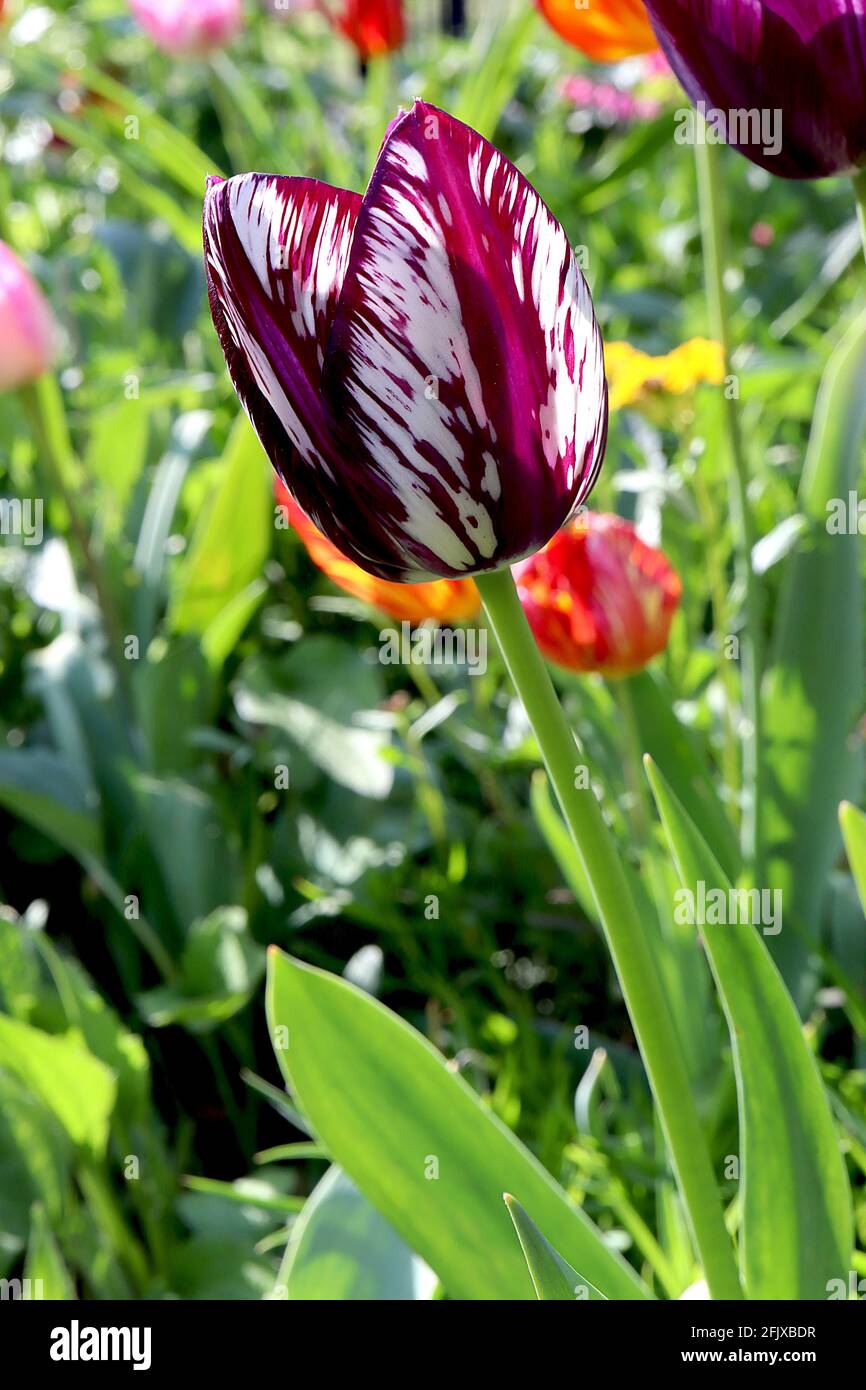 Tulipa ‘Queen of Night’  Single Late 5 Queen of Night tulip broken – white flower with purple maroon streaks,  April, England, UK Stock Photo