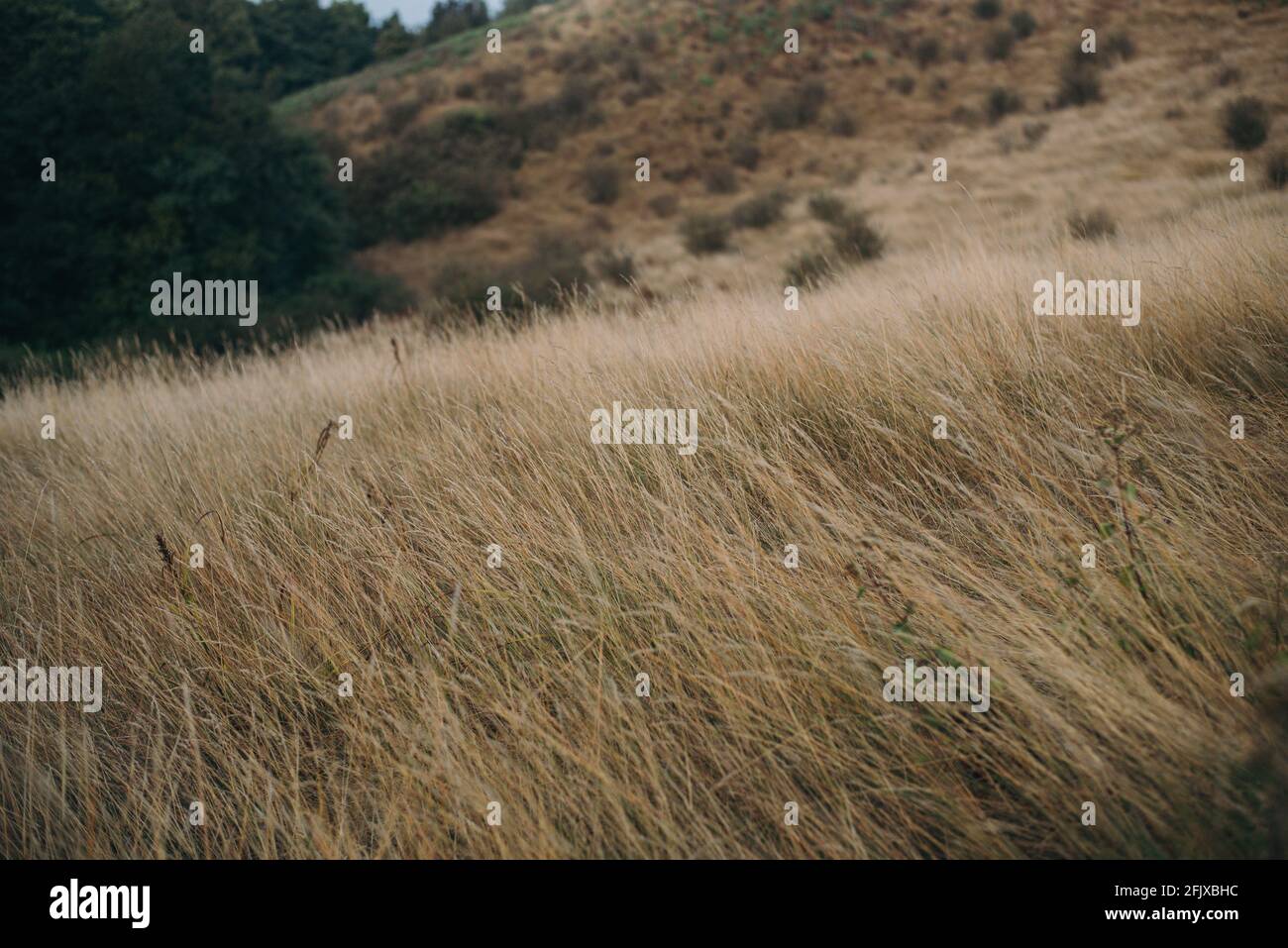 Close up dry grass field on the mountain Stock Photo