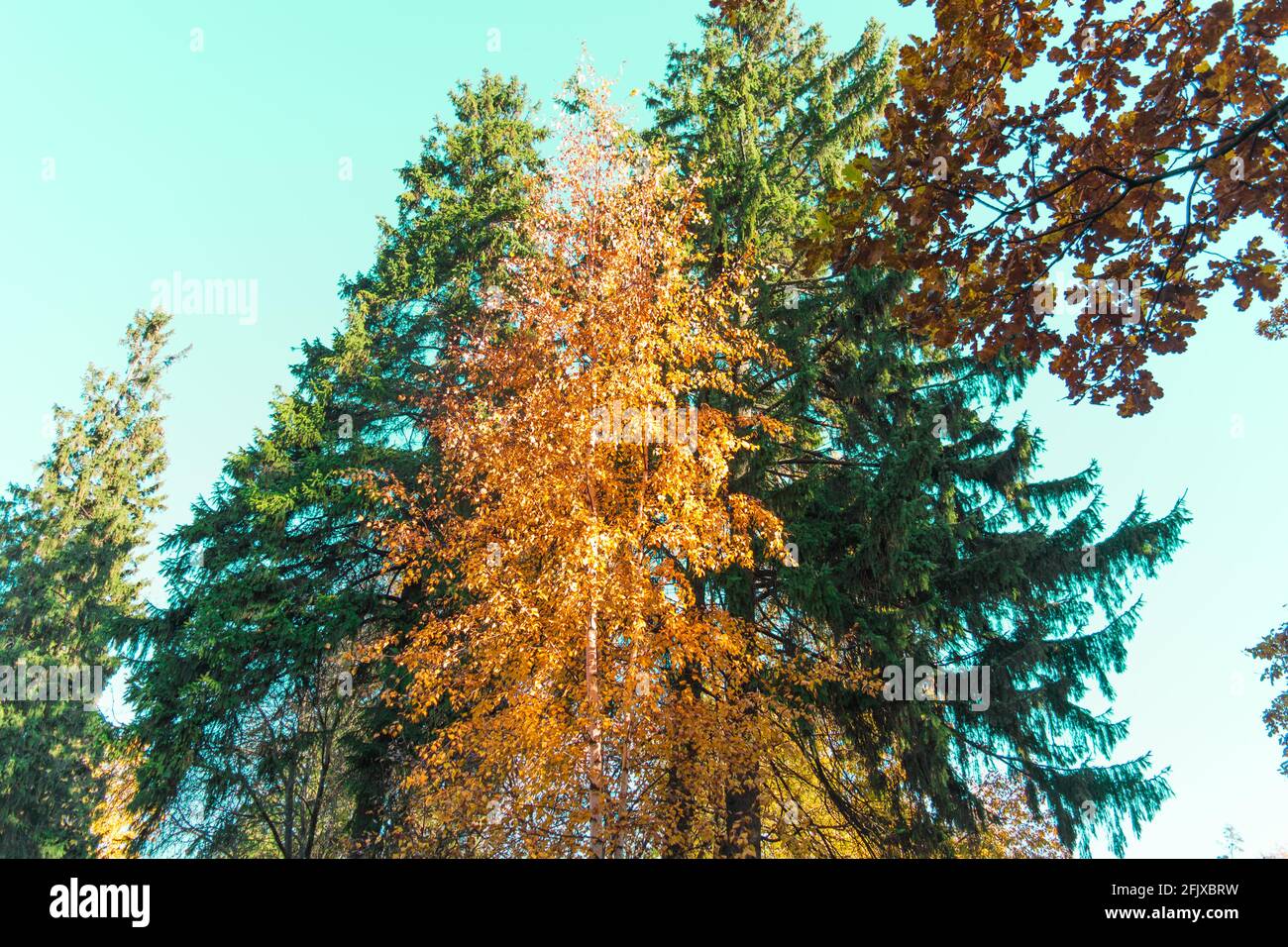 Colorful trees in autumn park with blue sky. Fall nature background ...