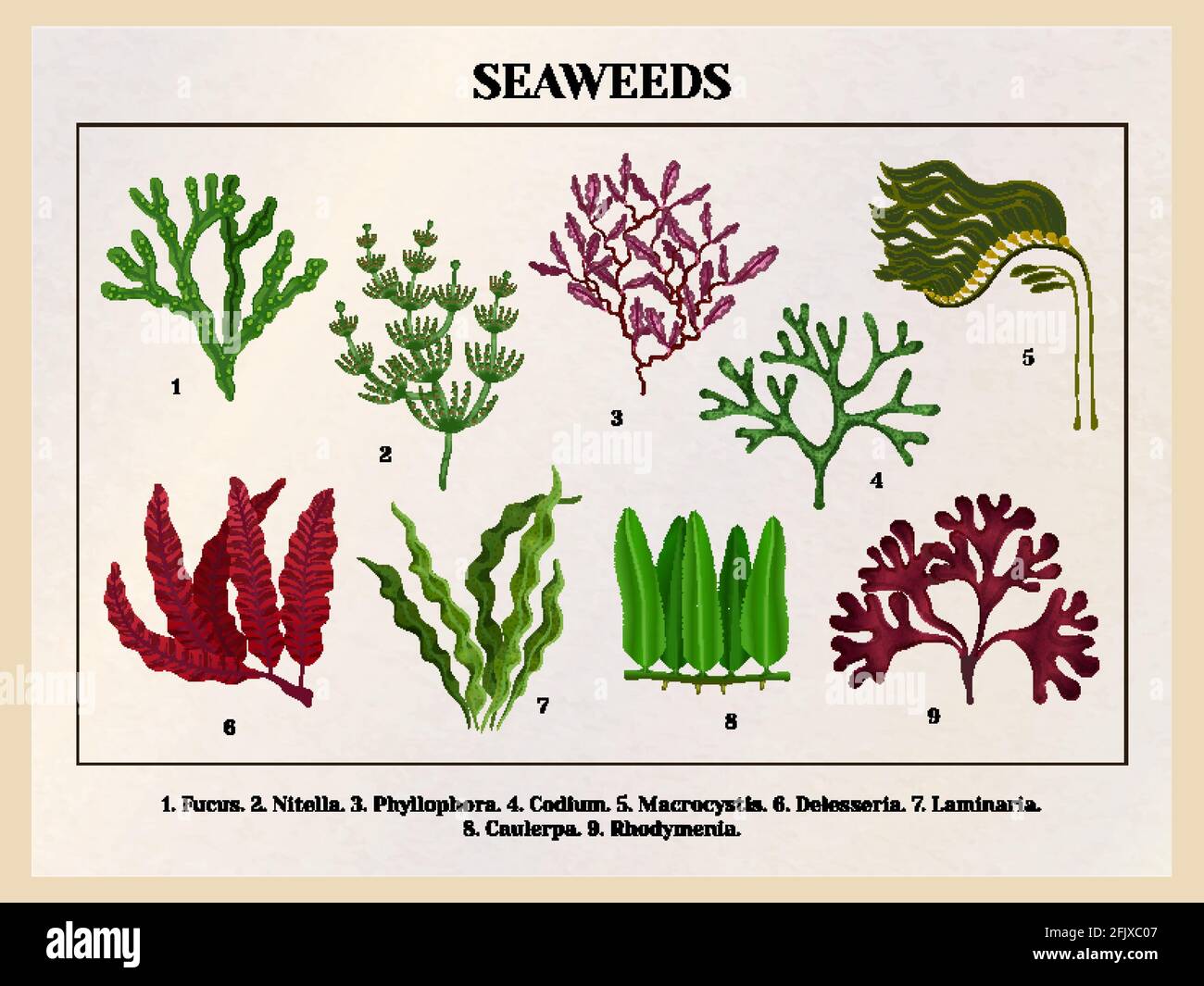 Seaweeds collection botanical educative chart poster tutorial with red brown green algae species background retro vector illustration Stock Vector Image & Art -