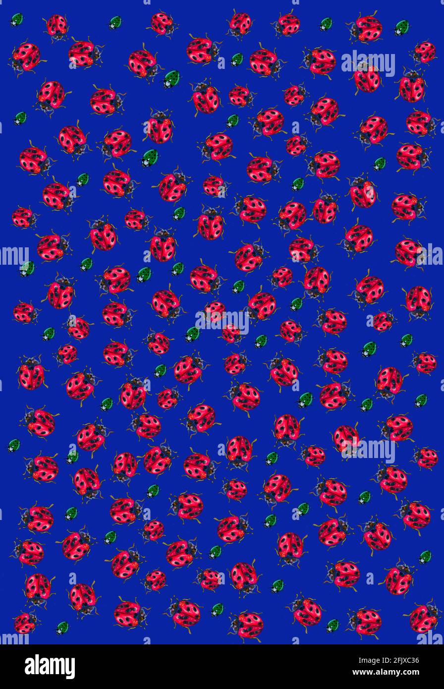 illustration of patterns of a ladybug for textiles or cards, insect ...