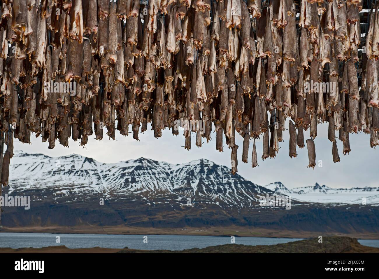 cod fish hanging up for drying in the Eastern fjords of Iceland Stock Photo