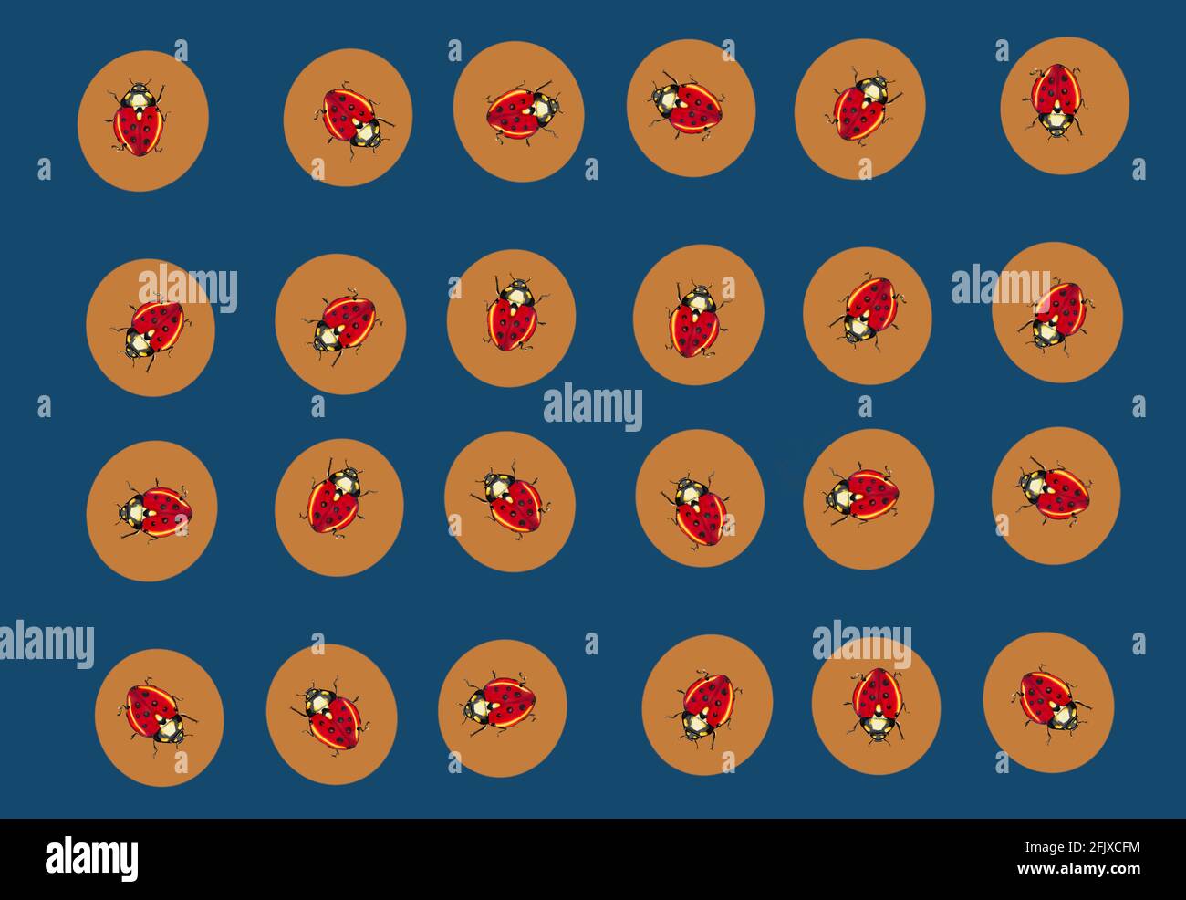 Ladybug Insect Pattern illustration of patterns of a ladybug for textiles or cards, insect ...