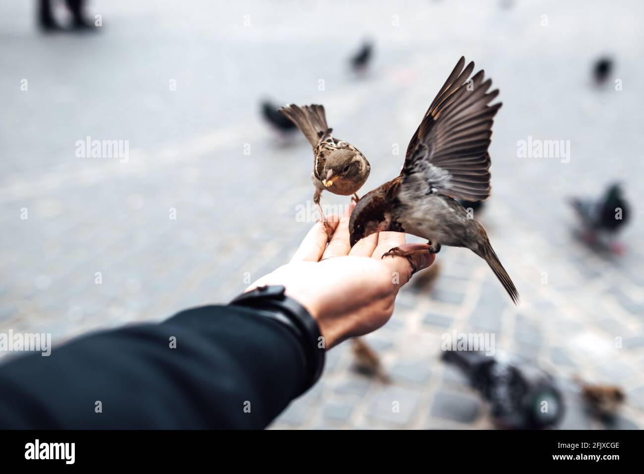 sparrow eats with hands on the old square of Warsaw Poland Stock Photo