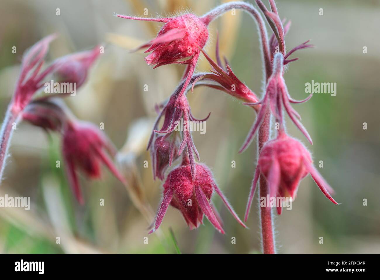 AKA: three-flowered avens, or old man's whiskers  Walking Iron County Park  April 24th 2021 Stock Photo