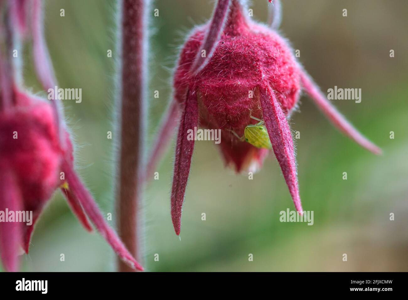AKA: three-flowered avens, or old man's whiskers  Walking Iron County Park  April 24th 2021 Stock Photo
