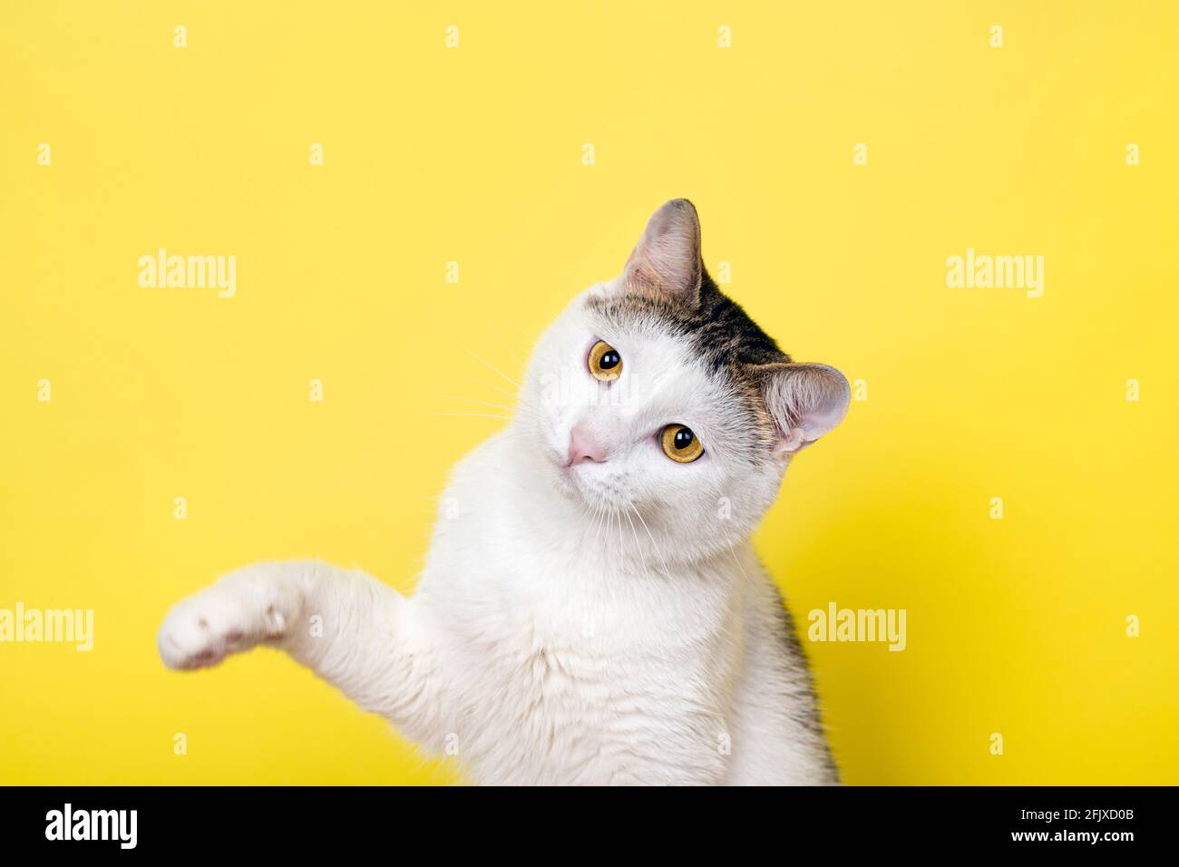 Funny cat playing and cat catching something with its paw Stock Photo ...