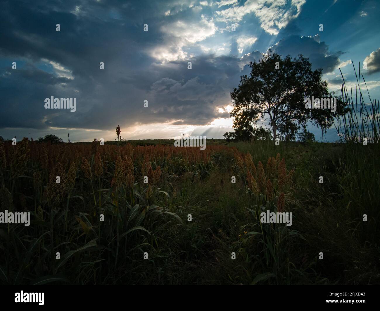 Wheat crops in a cloudy sunset Stock Photo