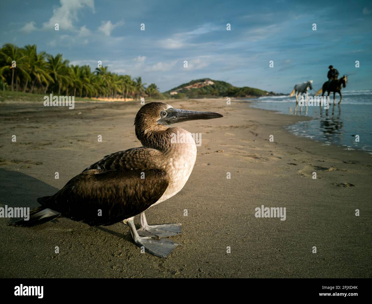 Pelican resting on the seashore and horses in the background Stock Photo