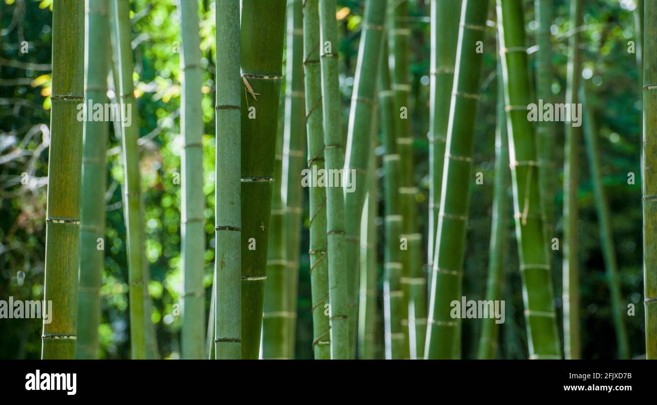 close up of Bamboo forrest in Damyang Stock Photo