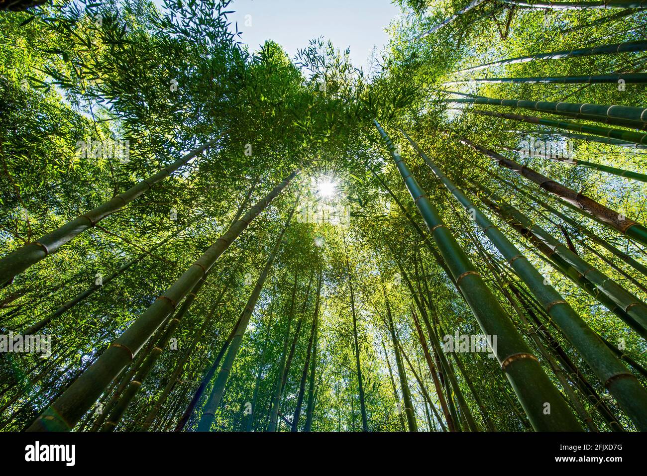 looking up a Bamboo forrest in Damyang Stock Photo