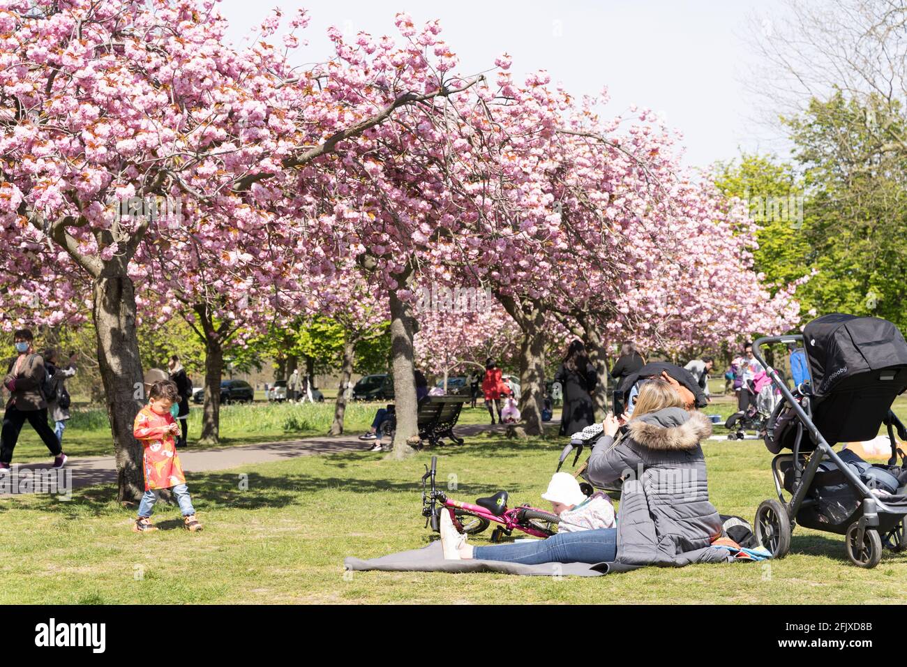 family day out enjoy the sunshine and cherry blossom in London grrenwich Park Stock Photo