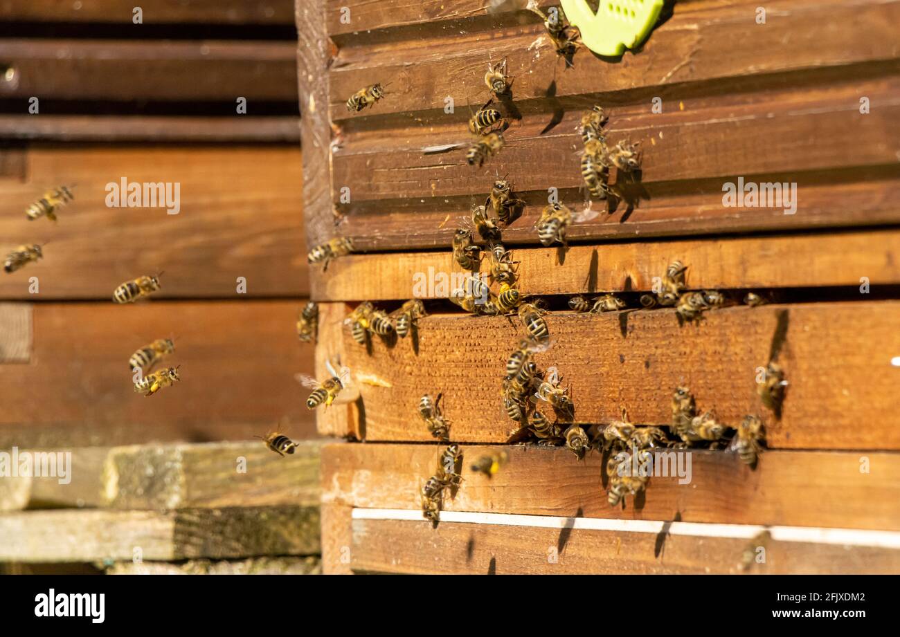 Bees fly to beehive, close up. Honey Bees at the entrance to the apiary
