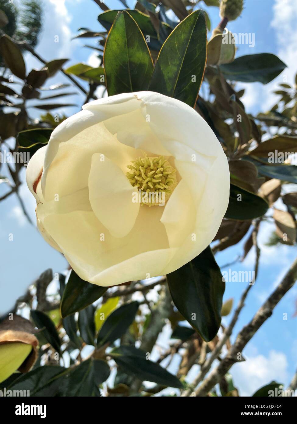 Evergreen magnolia hi-res stock photography and images - Alamy