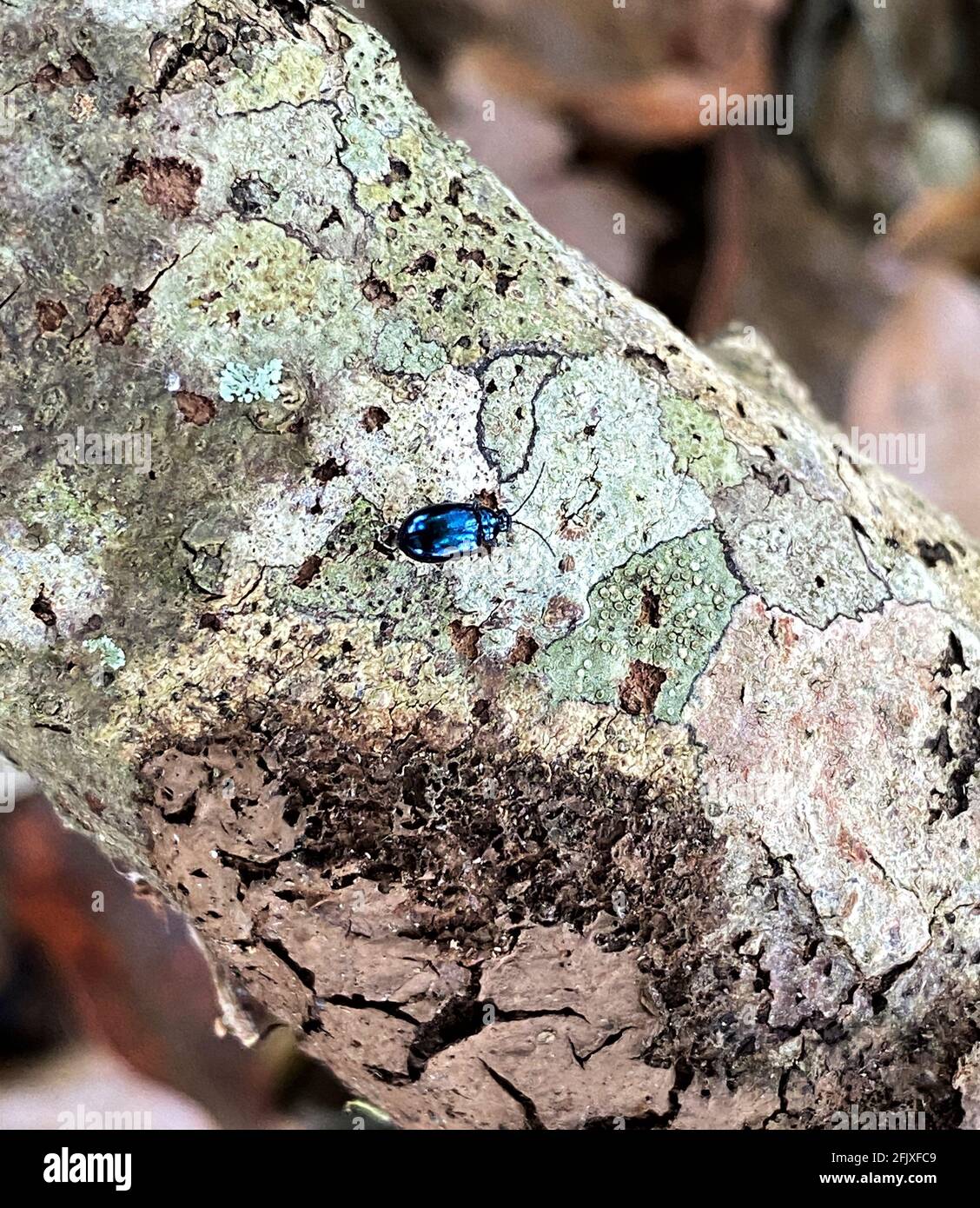 Blue metallic flea beetle on a wooden log Stock Photo