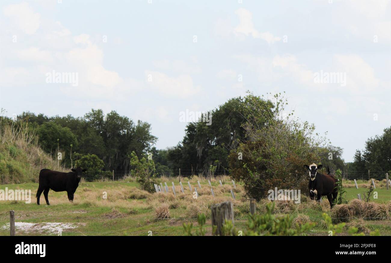 A Holstein Friesian cow and a Black Angus cow in a pasture. A black cow and a black and white cow in the farmland looking curiously. Stock Photo