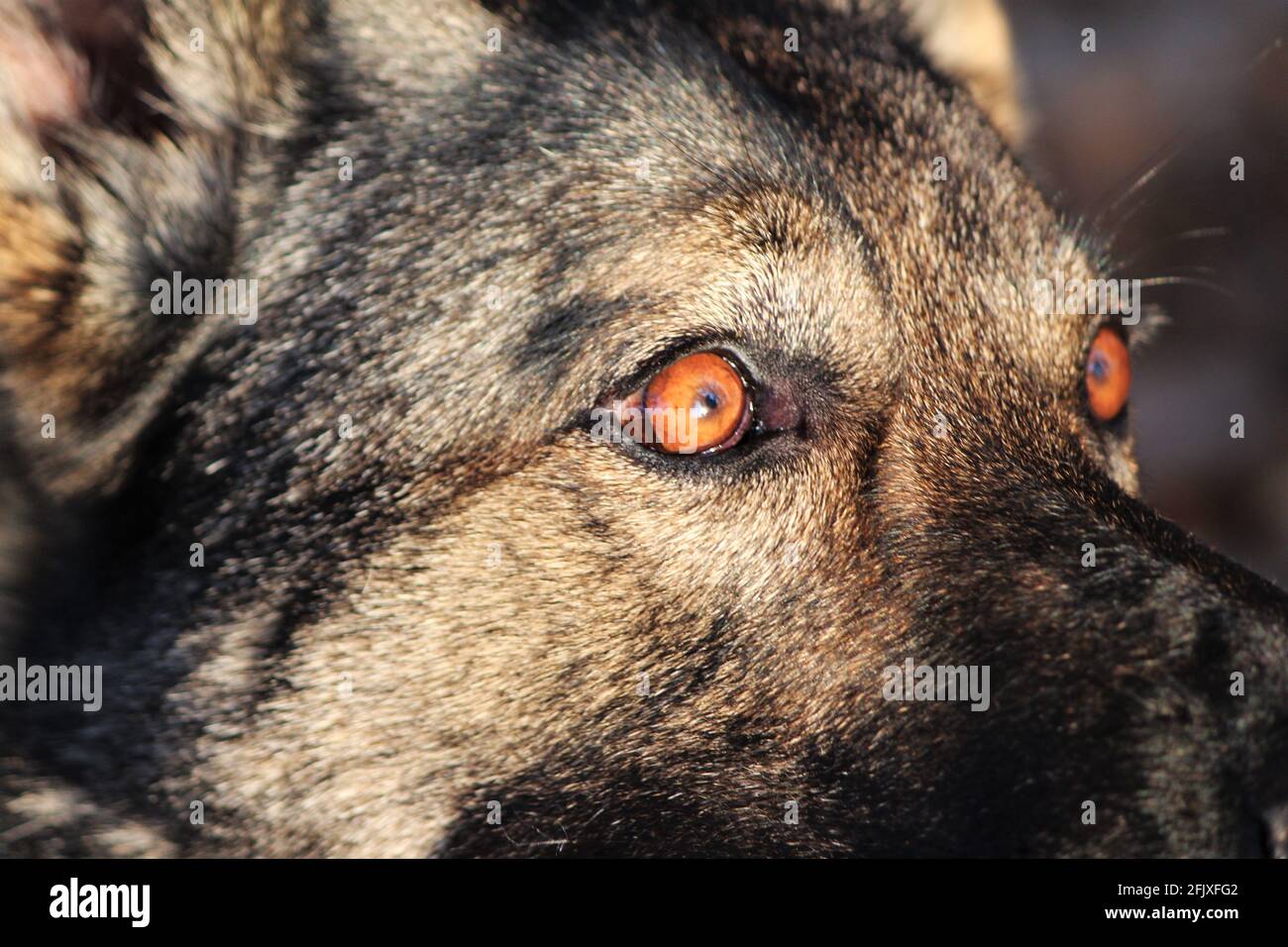 Selective focus on the eyes of a German shepherd dog, macro eye shot Stock Photo