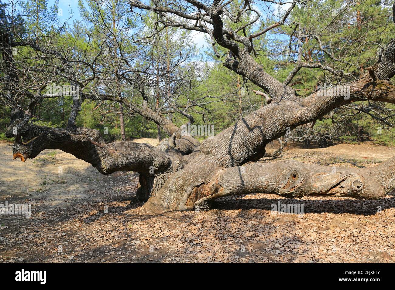 Old big oak tree hi-res stock photography and images - Alamy