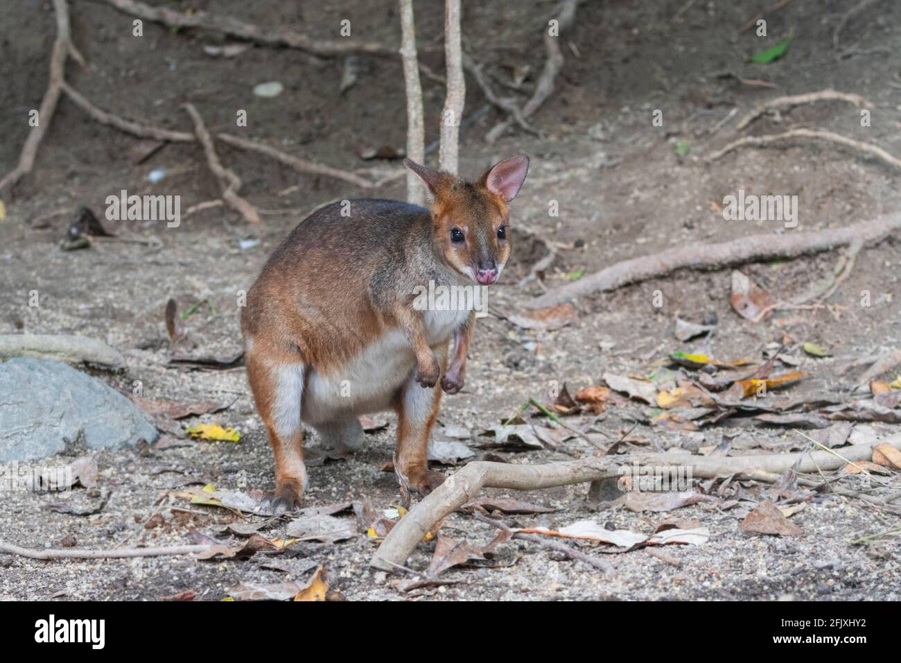 A Swamp Wallaby (Wallabia bicolor) is a small macropod marsupial of eastern Australia Stock Photo