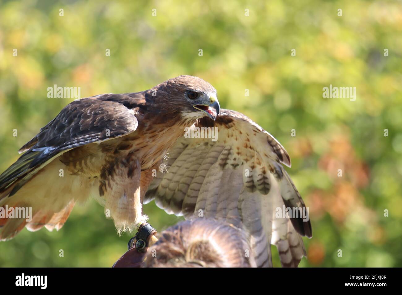 Red tailed hawk with wings spread Stock Photo
