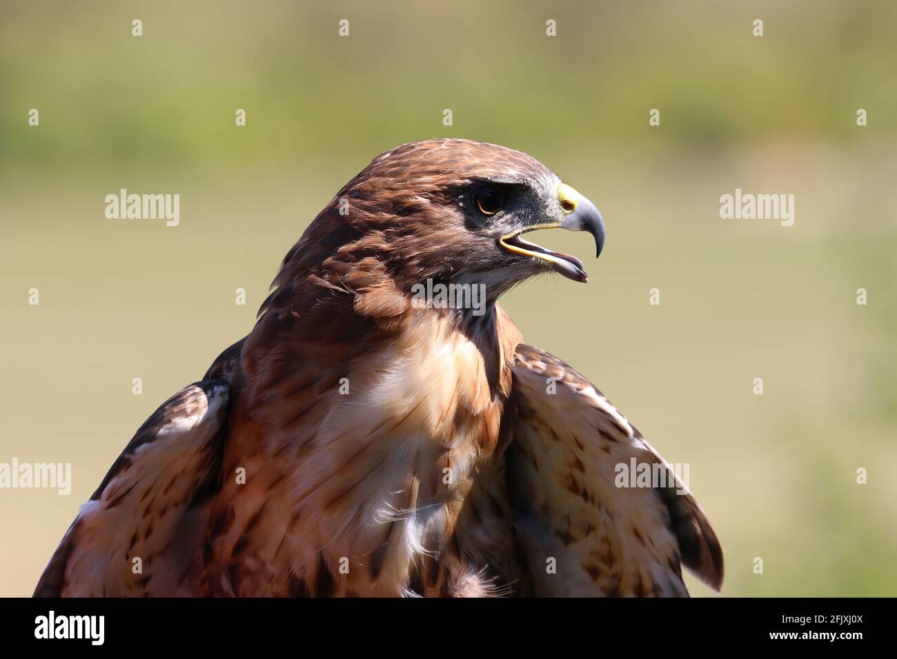 Majestic red-tailed Hawk bird of prey with beak open profile Stock Photo