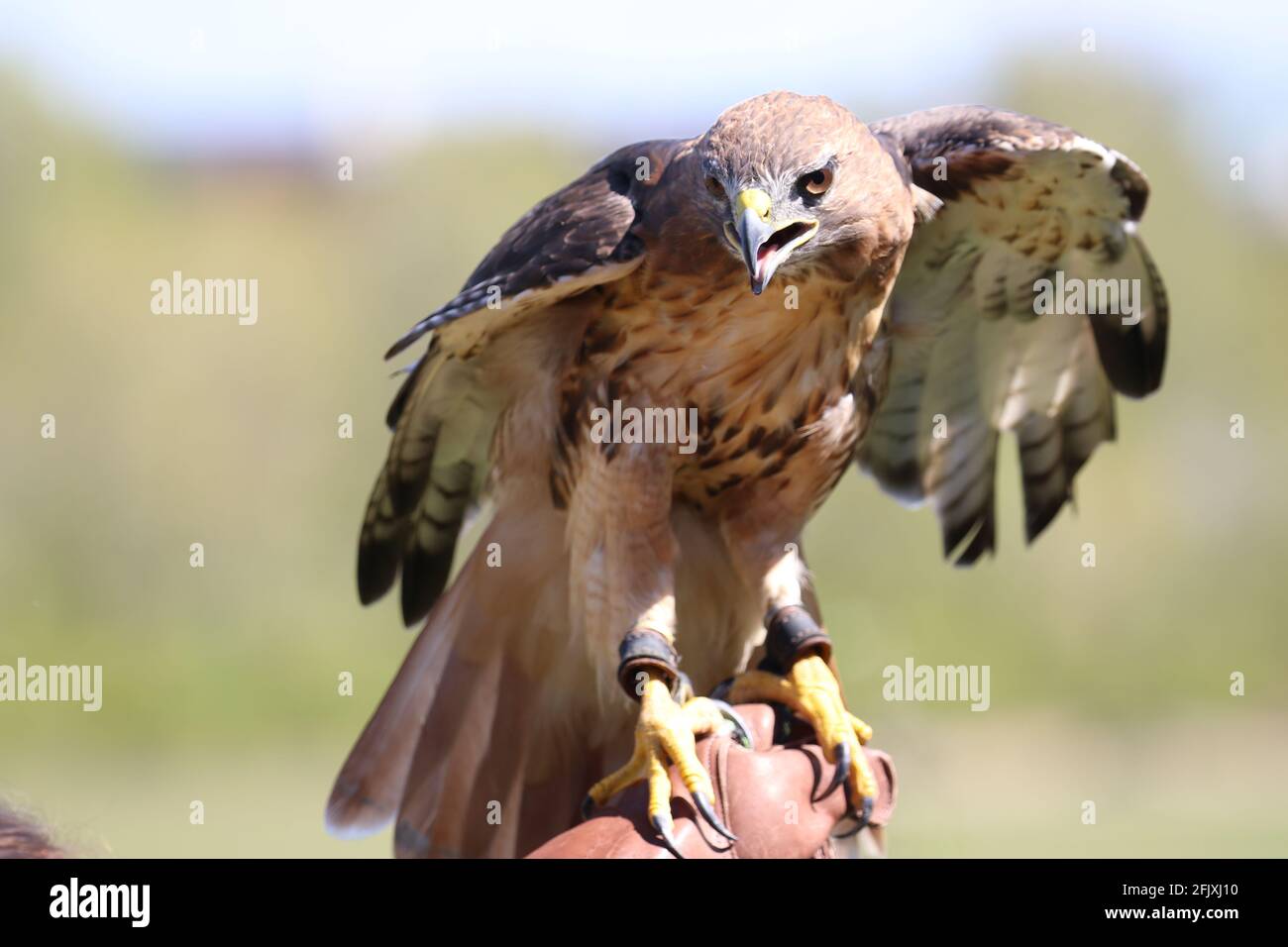 Majestic red tailed hawk on falconer glove Stock Photo