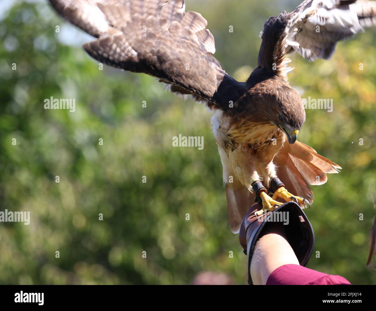 Red tailed hawk flapping wings perched on falconer glove Stock Photo