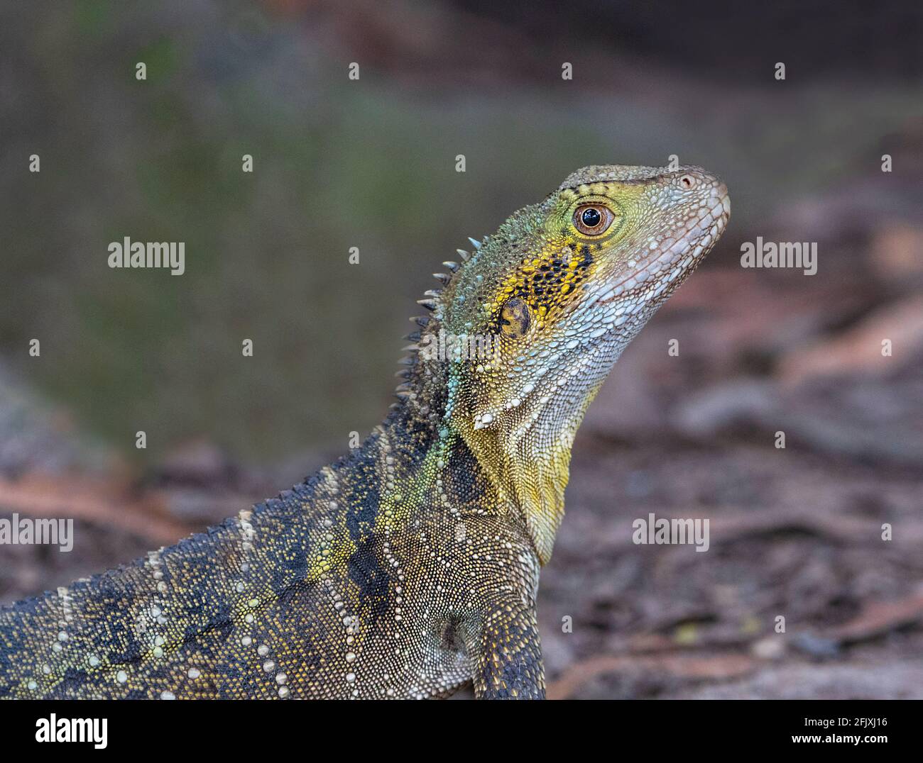 Portrait of an Eastern Water Dragon (Physignathus lesueurii or Intellagama leseuerii), an arboreal agamid species native to eastern Australia Stock Photo