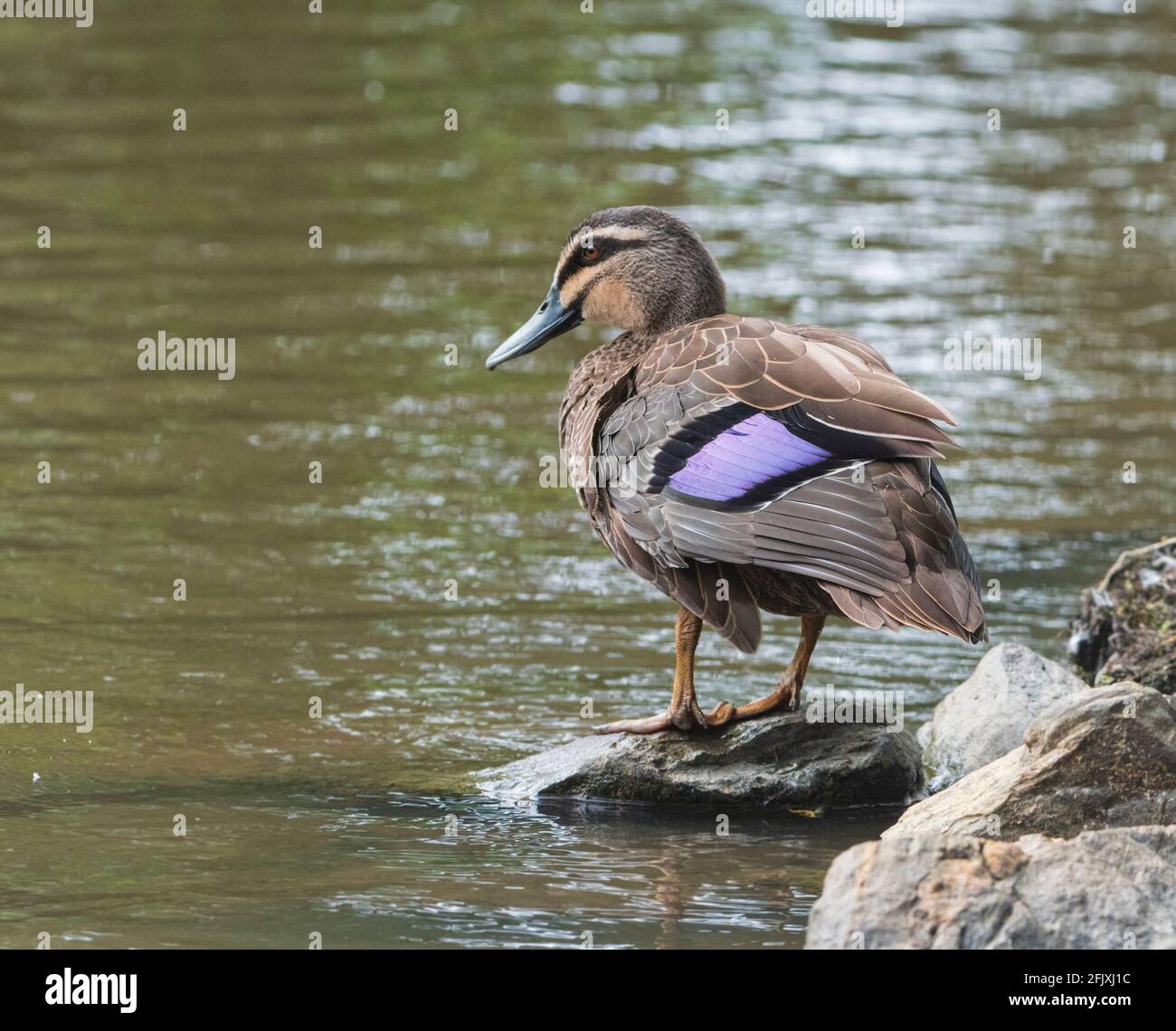 A Pacific Black Duck (Anas superciliosa) showing a purple speculum