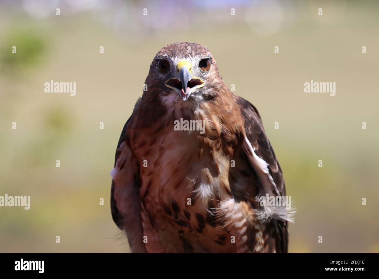 Red-tailed hawk looking at camera with serious expression Stock Photo