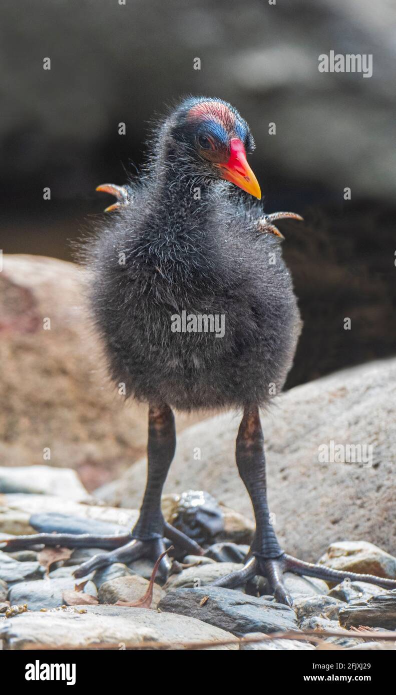 Vertical portrait of a young Dusky Moorhen (Gallinula tenebrosa) showing its undevelopped wings, Far North Queensland, FNQ, QLD, Australia Stock Photo