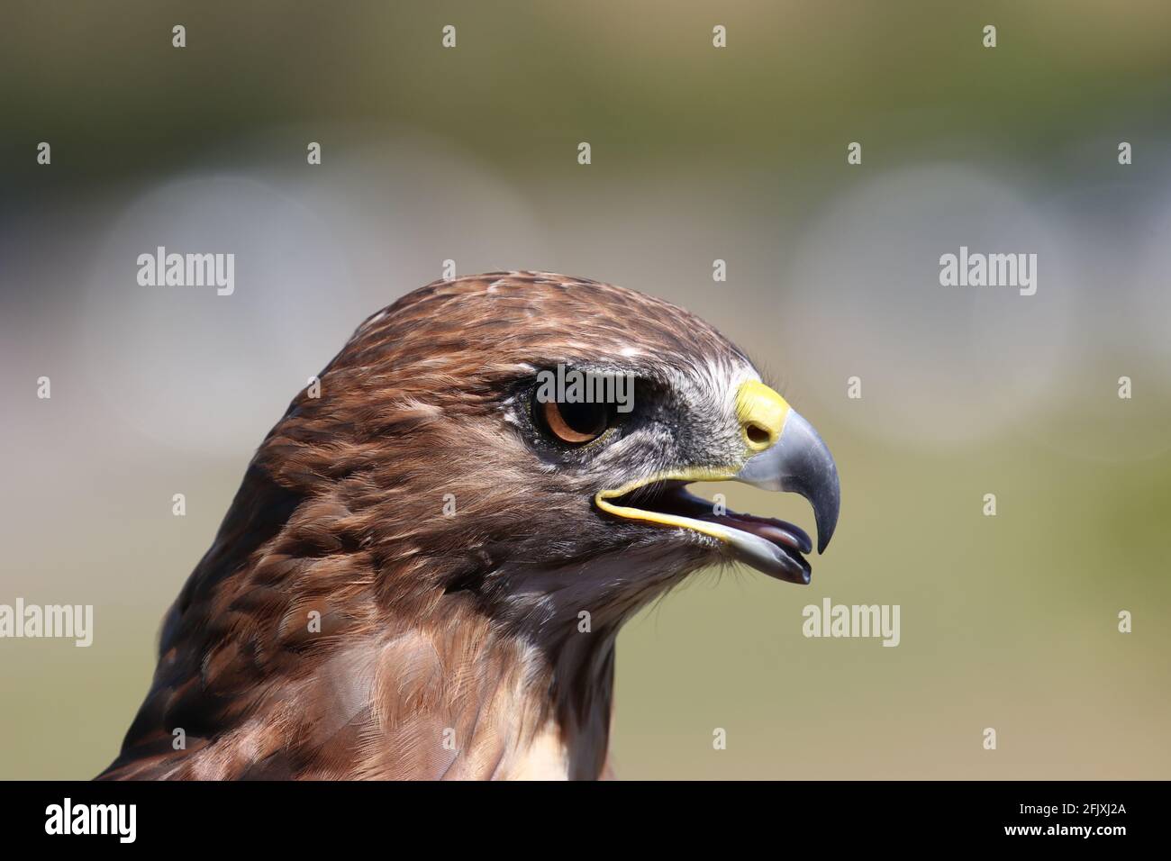 Majestic red-tailed hawk bird of prey head close-up Stock Photo