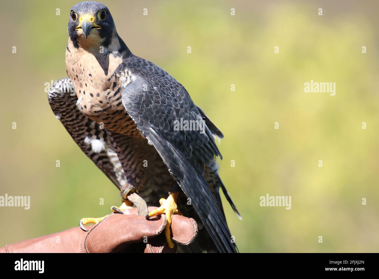 Beautiful peregrine falcon perched on falconer's protective leather glove Stock Photo
