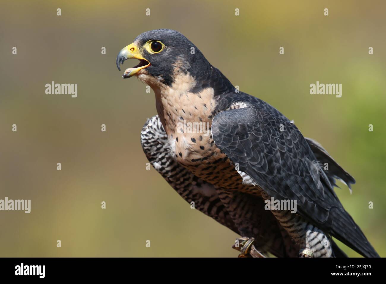 Peregrine falcon fastest bird perched close-up Stock Photo