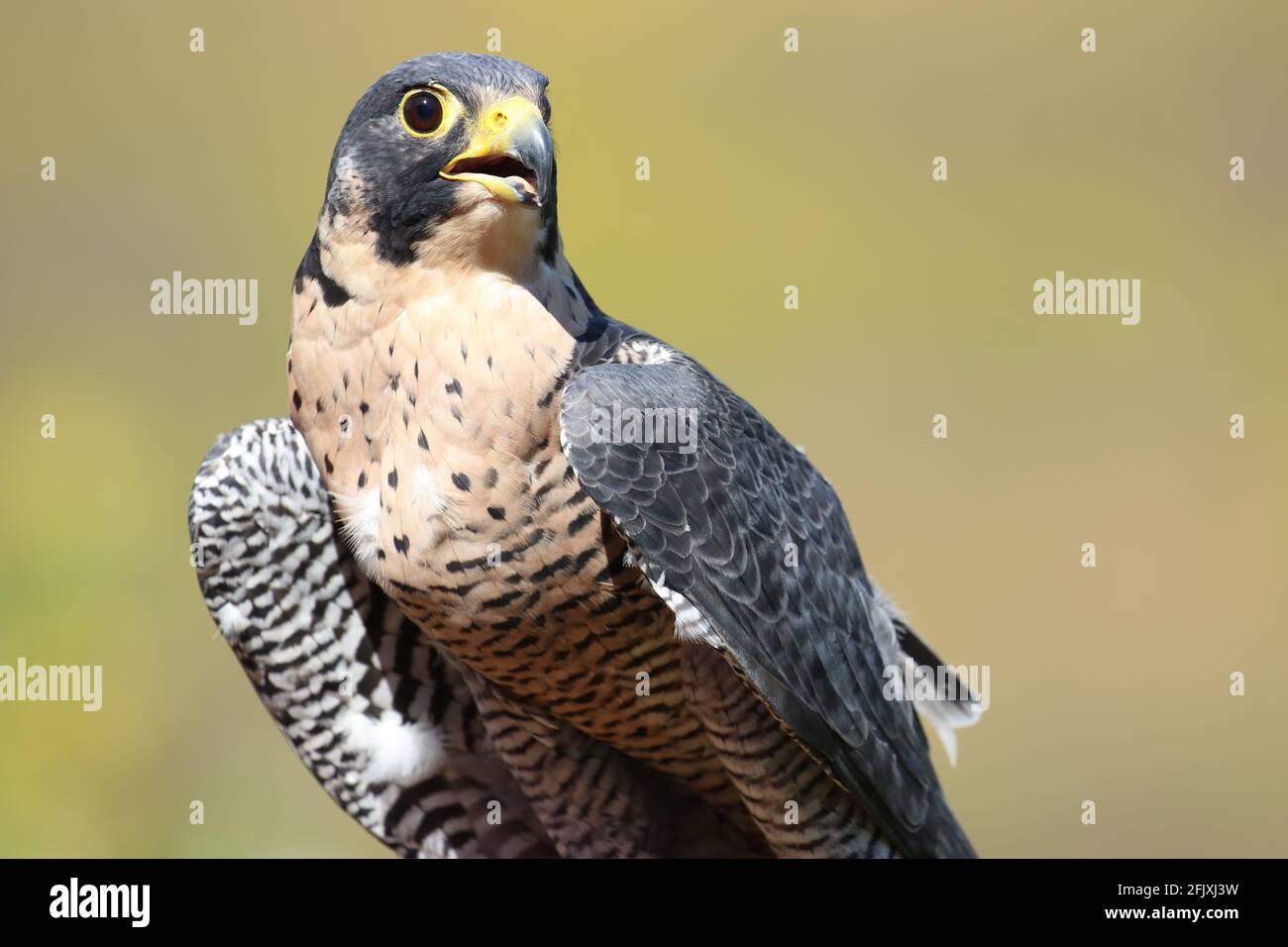 Peregrine Falcon beautiful bird of prey alert and watching Stock Photo